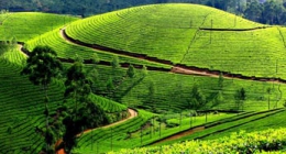 Munnar, Nedumbassery