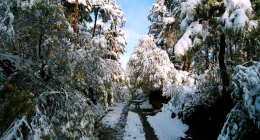 Binsar, Dhanachuli