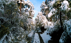 Binsar