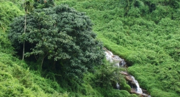 Chittar Lake, Vadasserikonam