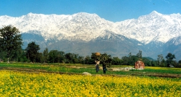 Kangra, Hunder