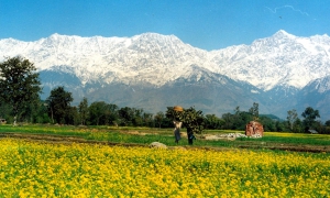 Kangra