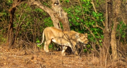 Kheda, Rajkot