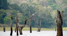 Kondotti, Vythiri, Wayanad