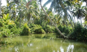 Muttukadu