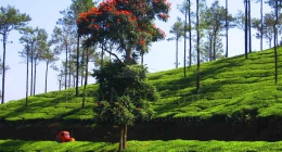 Peermade, Munnar