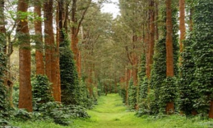 Madikeri,Coorg