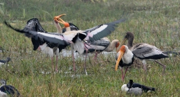 Sawai Madhopur, Chittorgarh