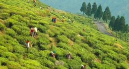 Siliguri, Bagori