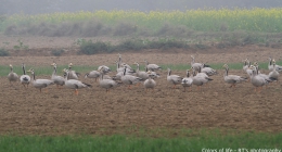 Sohna, Meerut