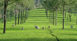 Vadasserikonam, Kanyakumari