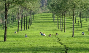 Vadasserikonam