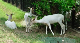 Alipur, Bhiwadi